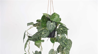 1,2,3- letzte Stücke