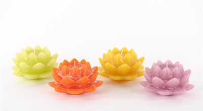 Schwimm-Kz, Seerosen