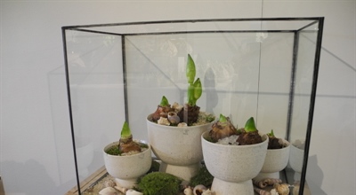 Vitrine - Burn Antik