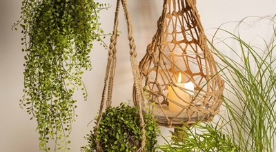 Kugelstrauch, Kränze