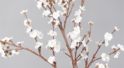 Kunst- & Naturzweige