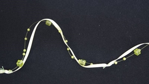 Band 5m/ 10mm, Square Mab, grün Band 5m/ 10mm, Square Mab, grün