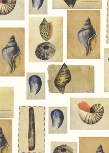 Bogen 70x 100cm, Salerno Muschel, natur Bogen 70x 100cm, Salerno Muschel, natur