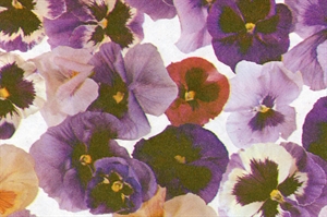 Blm-Papier, 75cm - Viola, violett Blm-Papier, 75cm - Viola, violett