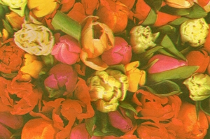 Blm-Papier, 75cm - Tulips, rot-gelb Blm-Papier, 75cm - Tulips, rot-gelb