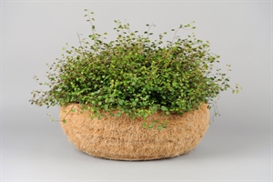 Korb, Cocus mit Tontopf - Ø45 x H16.5cm, natur Korb, Cocus mit Tontopf - Ø45 x H16.5cm, natur