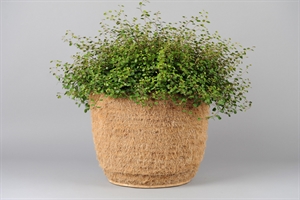 Korb, Cocus mit Tontopf - Ø45 x H16.5cm, natur Korb, Cocus mit Tontopf - Ø45 x H16.5cm, natur