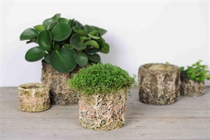 Blumentopf, Mossa Zement Ø10 x H 7cm, natur Blumentopf, Mossa Zement Ø10 x H 7cm, natur