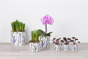 Blumentopf, Lavendel Keramik Ø16x H15cm, lila