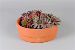 Blumenschale, Clay Ø30x H11cm, terracotta