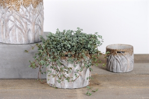 Blumentopf, Bosque Zement Ø13x H12cm, créme/braun* Blumentopf, Bosque Zement Ø13x H12cm, créme/braun*