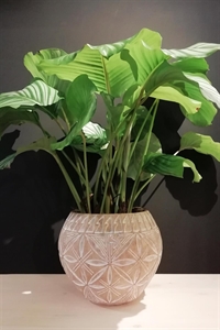 Blumentopf, Pachira Ø29.5x H24.5cm, natur Blumentopf, Pachira Ø29.5x H24.5cm, natur