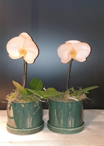 Blumentopf, Trou Ø7.8x H7.8cm, kiefergrün Blumentopf, Trou Ø7.8x H7.8cm, kiefergrün
