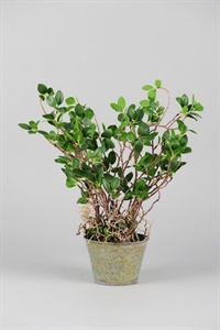Zierpflanze, in Metalltopf Ø14.5x H50cm, grün