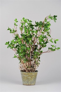 Zierpflanze, in Metalltopf Ø17x H 75cm, grün