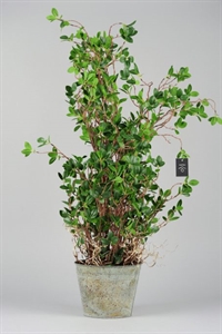 Zierpflanze, in Metalltopf Ø21x H100cm, grün