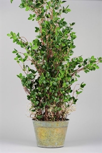 Zierpflanze, in Metalltopf Ø25x H120cm, grün