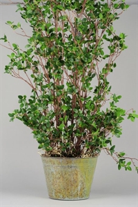 Zierpflanze, in Metalltopf Ø30x H150cm, grün