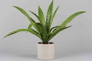 Zierpflanze, H58cm, grün Zierpflanze, H58cm, grün