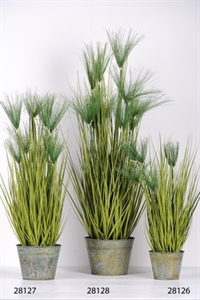 Zierpflanze, Papyrus in Zinkeimer H 70cm, grün