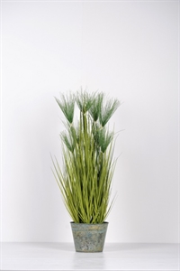 Zierpflanze, Papyrus in Zinkeimer H 90cm, grün