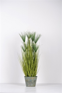 Zierpflanze, Papyrus in Zinkeimer H 90cm, grün Zierpflanze, Papyrus in Zinkeimer H 90cm, grün