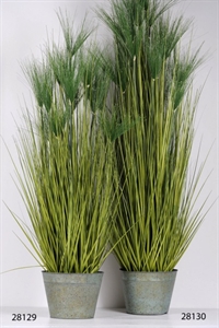 Zierpflanze, Papyrus in Zinkeimer H150cm, grün