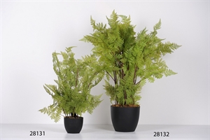 Zierpflanze, Green Fern H60cm, grün Zierpflanze, Green Fern H60cm, grün