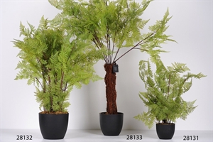 Zierpflanze, Green Fern H80cm, grün