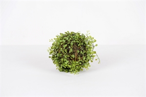 Kugelstrauch, Bubikopf - Ø18cm, grün Kugelstrauch, Bubikopf - Ø18cm, grün