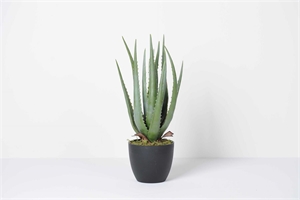 Zierpflanze, Aloe Vera - 45cm, grün
