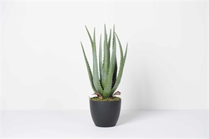 Zierpflanze, Aloe Vera - 45cm, grün Zierpflanze, Aloe Vera - 45cm, grün