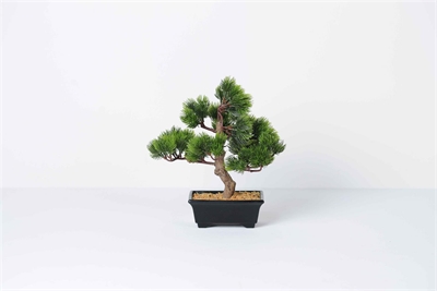 Zierpflanze, Bonsai - H30cm, pine