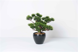 Zierpflanze, Bonsai - H37cm, pine