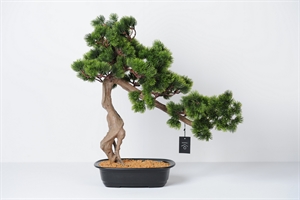 Zierpflanze, Bonsai - H55cm, pine
