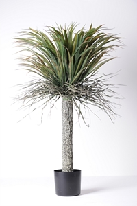 Zierpflanze, Yucca - H105cm, grün