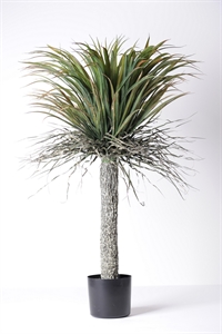 Zierpflanze, Yucca - H105cm, grün Zierpflanze, Yucca - H105cm, grün