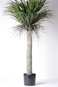 Zierpflanze, Yucca - H135cm, grün