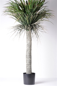 Zierpflanze, Yucca - H135cm, grün Zierpflanze, Yucca - H135cm, grün