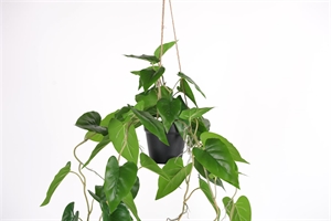 Pflanze, hängend - Philodendron H105cm, grün