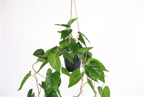 Pflanze, hängend - Philodendron H105cm, grün Pflanze, hängend - Philodendron H105cm, grün