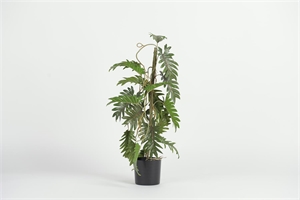 Pflanze, im Topf - Philodendro-Xanadu H63cm, grün
