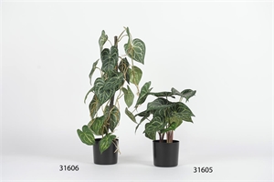 Pflanze, im Topf - Anth. Clarinervium H42cm, grün