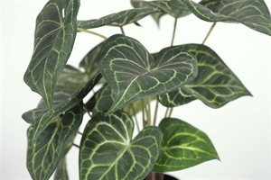 Pflanze, im Topf - Anth. Clarinervium H63cm, grün