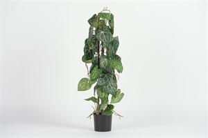 Pflanze, im Topf - Anth. Clarinervium H80cm, grün