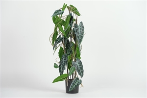 Pflanze, im Topf - Alocasia Polly H80cm, grün