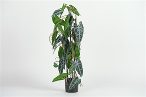 Pflanze, im Topf - Alocasia Polly H80cm, grün Pflanze, im Topf - Alocasia Polly H80cm, grün