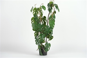 Pflanze, im Topf - Philod.-Monstera H80cm, grün