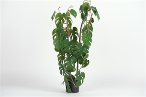 Pflanze, im Topf - Philod.-Monstera H80cm, grün Pflanze, im Topf - Philod.-Monstera H80cm, grün