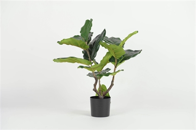 Pflanze, im Topf - Ficus Lyrata H56cm, grün